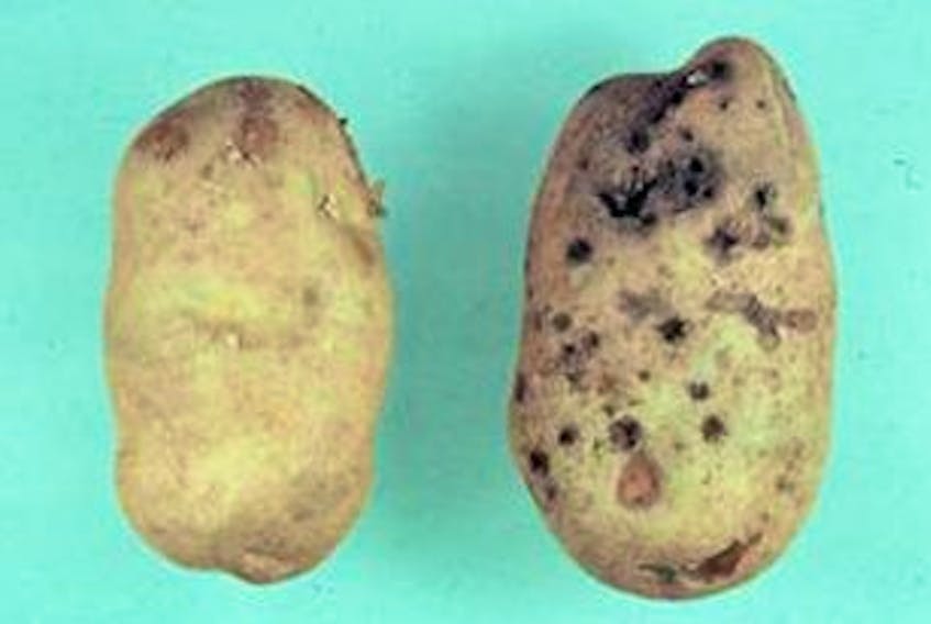 ['This photo provided by Agriculture and Agri-Food Canada shows a healthy potato tuber, left, compared to one damaged by tunneling wireworm larvae, right.']