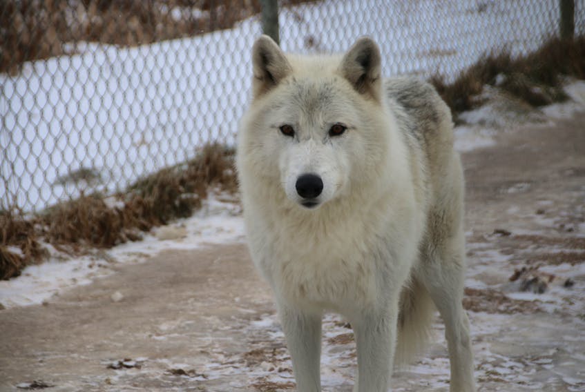This Arctic wolf was enjoying the winter weather. The wolves at the wildlife park are a popular attraction during the winter and can often be heard howling at night or when a train whistle sounds.