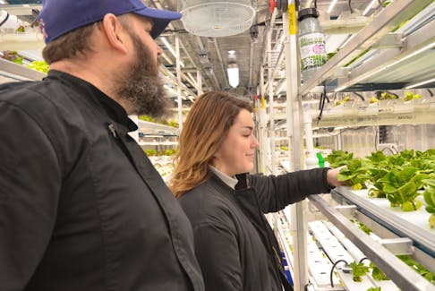 Peter Welton and Emma Kaye check to see if the latest batch of greens are ready for harvest.