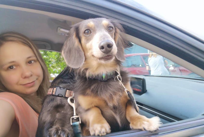 Nicole Marsden said King Xander, one of her two longhaired mini dachshunds (wiener dogs) died Saturday in Corner Brook after the veterinarian clinic taking emergency after-hours calls refused them service. — CONTRIBUTED PHOTO