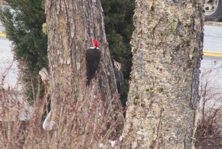 Lee Hobin snapped a photo of these woodpeckers in East Uniacke, N.S.,
