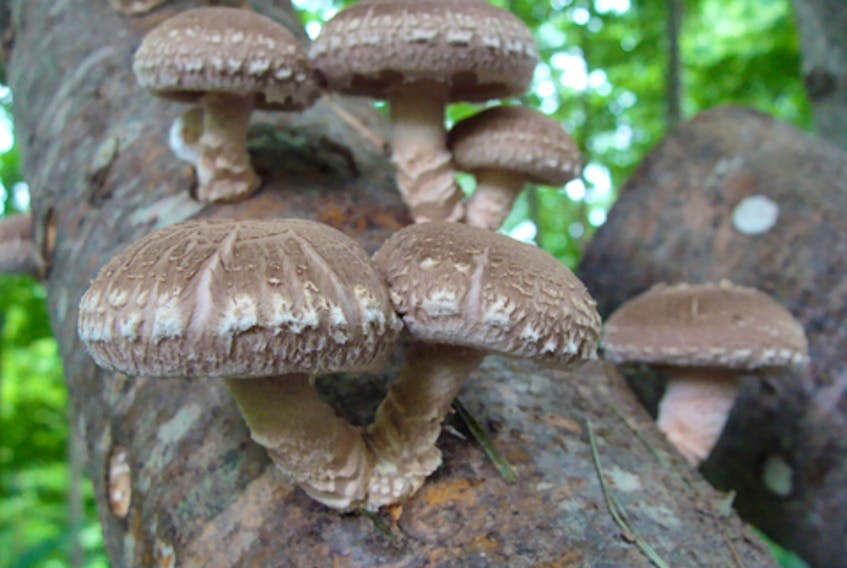 With some care, an inoculated log will grow shiitake mushrooms in six to 12 months. A workshop on Monday will teach the skills needed to grow a backyard mushroom garden. CONTRIBUTED