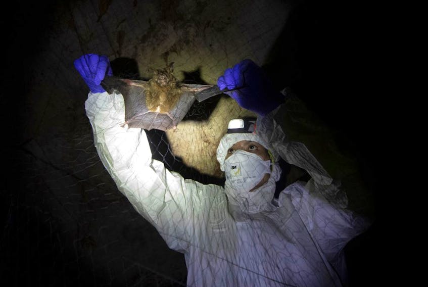 A researcher removes a bat from a trapping net inside a cave at Sai Yok National Park in Kanchanaburi province, west of Bangkok, Thailand, on Aug. 1. Researchers in Thailand have been trekking through the countryside to catch bats in their caves in an effort to trace the murky origins of the coronavirus.