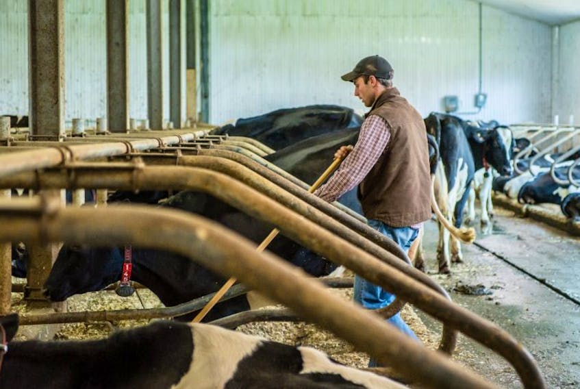David Simmons is busy here tending to his cows at Pure Holsteins Ltd. in Little Rapids.