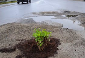Someone has planted this in the large pothole greeting drivers at the intersection of the Lewin Parkway and Curling Street in Corner Brook.