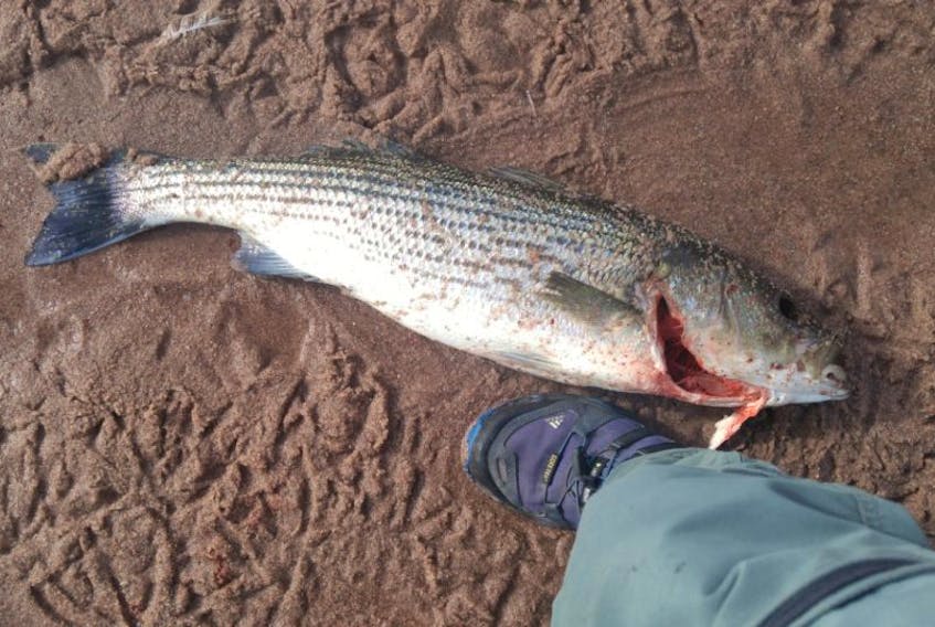 This beached Atlantic striped bass was one of around 50 found dead on the sandy beach in L’Anse au Clair in southern Labrador this week. More have been observed in and around river estuaries and anglers have caught some.
