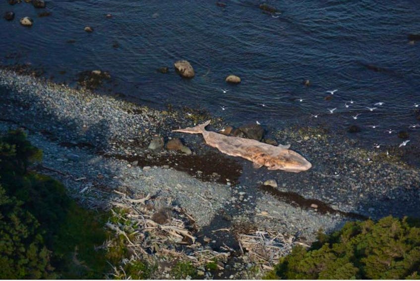 The rotting carcass of an endangered right whale has washed ashore south of Trout River in western Newfoundland.