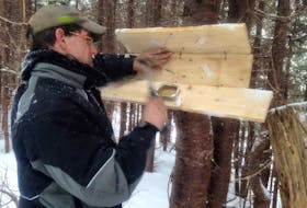 Tony Pottle, a Newfoundland Marten research volunteer, is seen nailing a hair snag station to a tree.