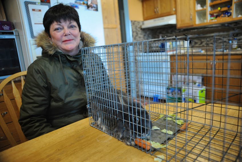 Mary Marshall poses for a photo of the dwarf rabbit her husband Bruce managed to trap on their property in the Humber heights area of Corner Brook Wednesday morning. Marshall delivered the rabbit to neighbour Janet Bennett who has been spearheading the effort to find four abandoned pet rabbits in the area.