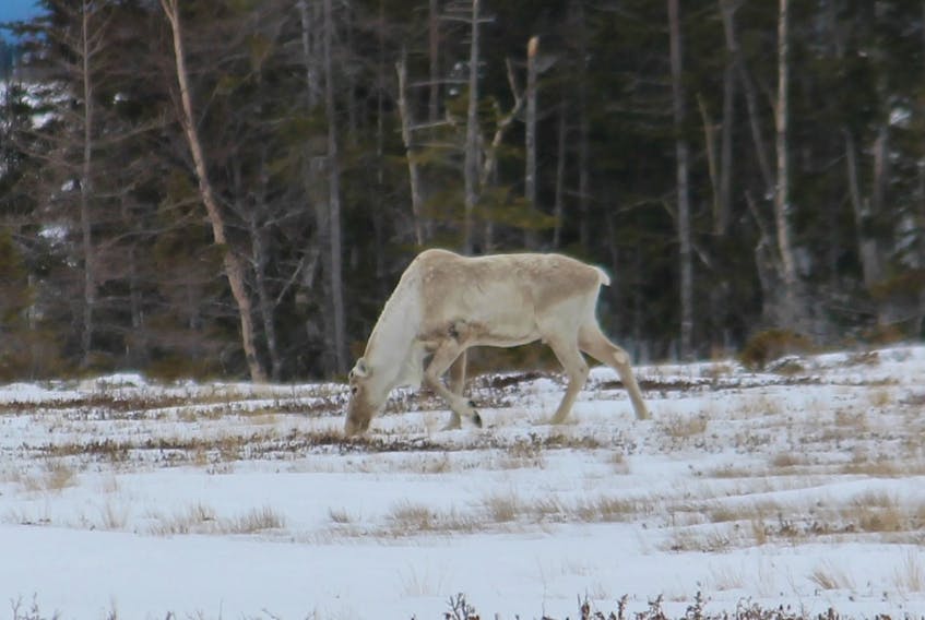 A lone caribou is seen foraging on a bog near White’s Road between Black Duck Siding and Stephenville Crossing in mid-March. A herd of caribou have been frequenting the area for about eight years.