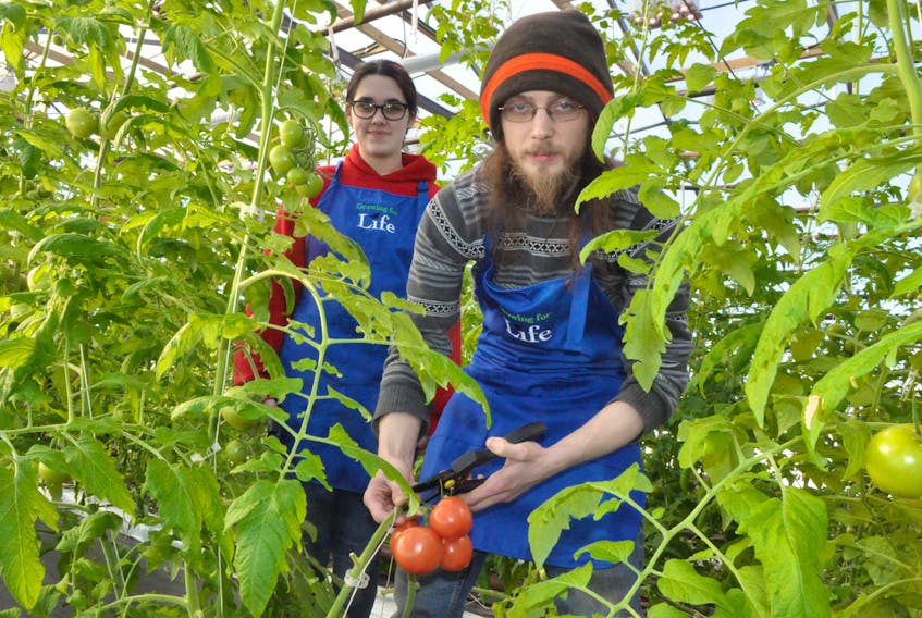 Greenhouse technicians Abigail Benoit, back, and Scott Hann, pose in one of the tomato greenhouses operated by Grow for Life in Black Duck Siding.