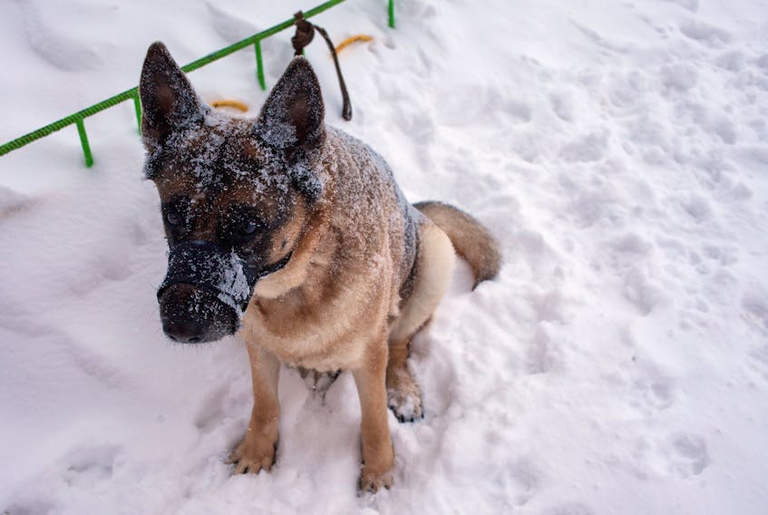 The NL West SPCA is advising people that there is no reason for pets to be left outside in the winter.