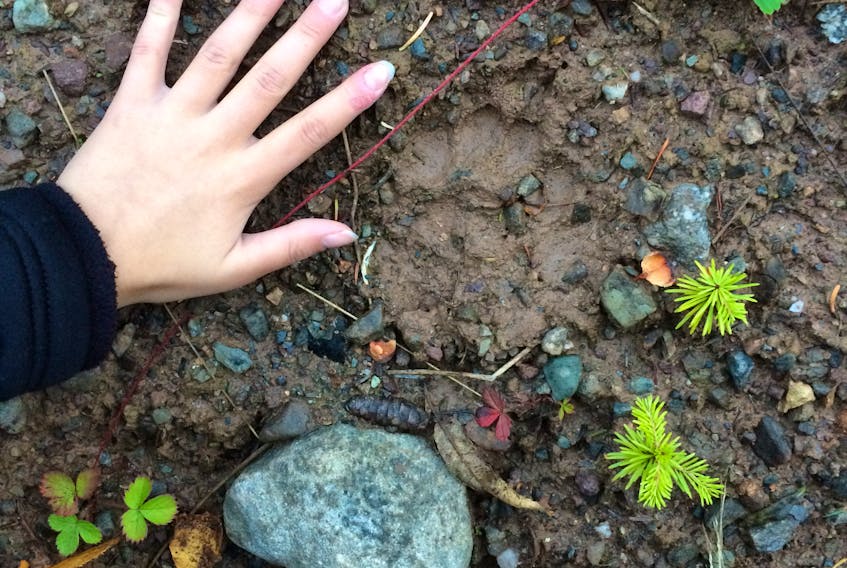 Eight-year-old Hailey Kendell’s hand is seen next to the paw print left by a young black bear when it wandered into her family’s backyard in Pasadena on Monday evening.