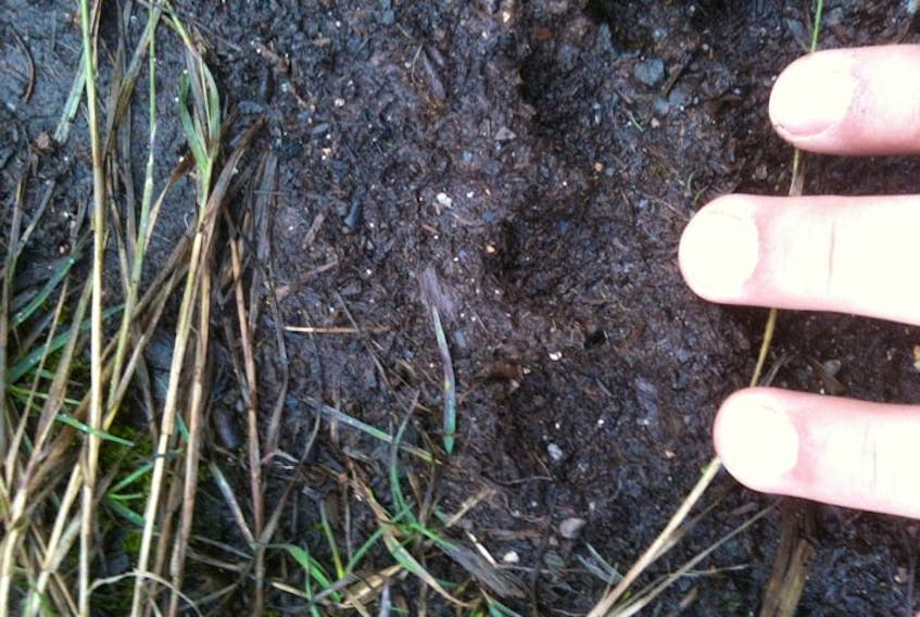 Provincial wildlife officials say a paw print a Northern Peninsula man suspected belonged to a large wild cat was more likely made by a bear.