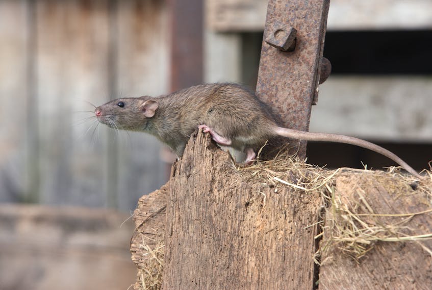 A Stephenville couple is dealing with a rodent problem on their property at Queen Street Ext.
