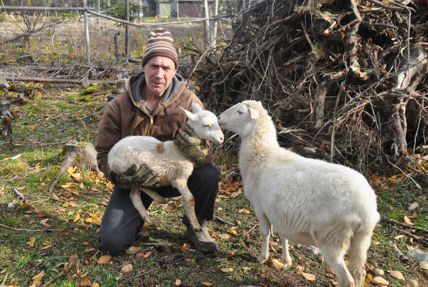 Gerard Aucoin holds a lamb on his farm in Kippens.