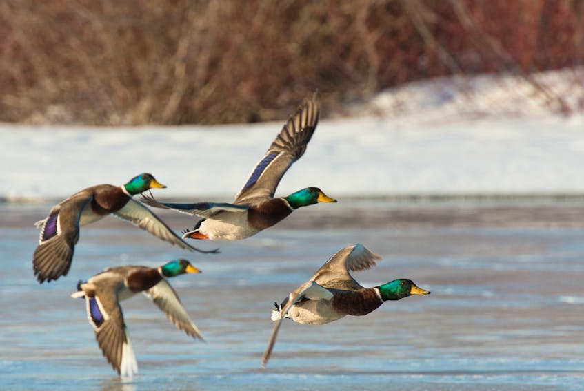 A chapter of Delta Waterfowl is opening in the Humber Valley.
