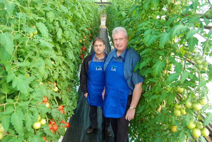 Louis MacDonald (left) and Blaine Hussey, directors of Growing for Life — a greenhouse operation in Black Duck Siding that grows hydroponic tomatoes, pose for a photo between the hanging plants.