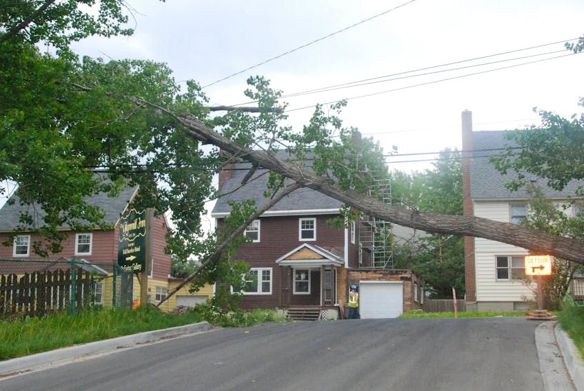 A power outage in the lower townsite area of Corner Brook Wednesday morning lasted just over an hour after a large tree fell on power lines at the intersection of Cobb Lane by the Glynmill Inn.