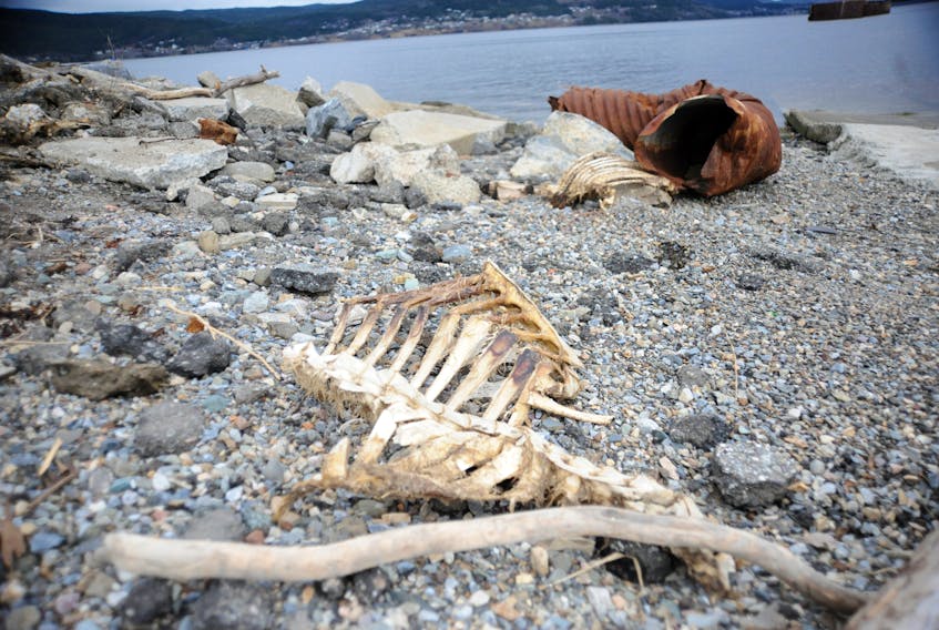 While it encourages utilization of the full animal when harvested, the Department of Fisheries and Oceans says it has no issues with a mess of seal flipper tips that were apparently discarded on a beach in the Curling area of Corner Brook recently. The agency said any illegal dumping would fall under either municipal or provincial jurisdiction. The area in question, shown here, also seems to be a location where people discard remnant of big game catches on occasion. The City of Corner Brook said it has no complaints of dumping at this particular site, which has an old concrete slipway used to launch watercraft.