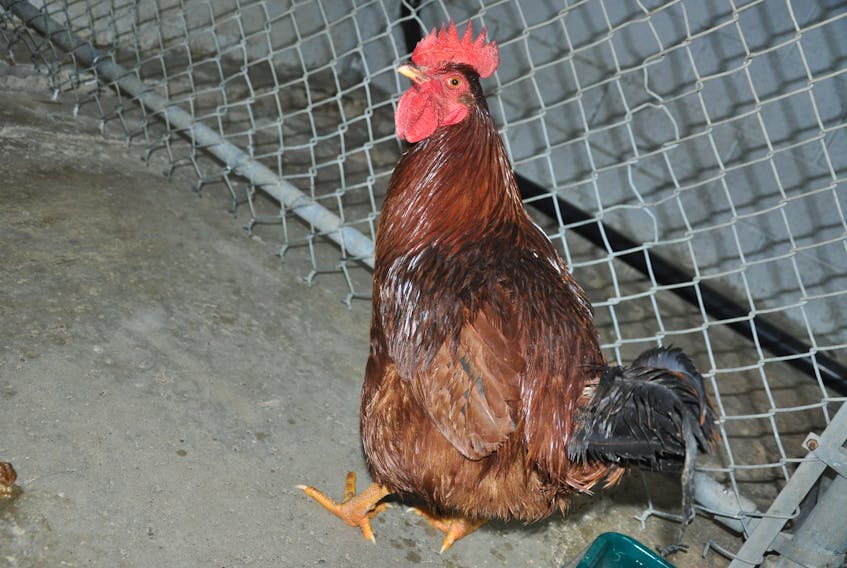 The NL West SPCA is looking for a new home for this rooster. The rooster was turned over to the SPCA in Corner Brook on Monday.