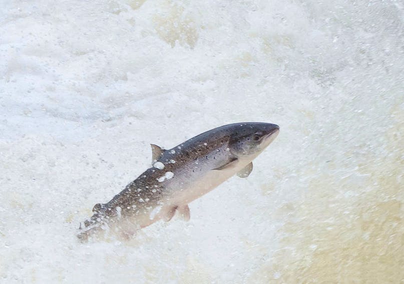 Outfitters in western Newfoundland say salmon regulations are resulting in cancellations.