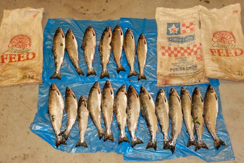 A large cache of salmon that was confiscated by DFO fishery enforcement officers this summer is seen in this photo.