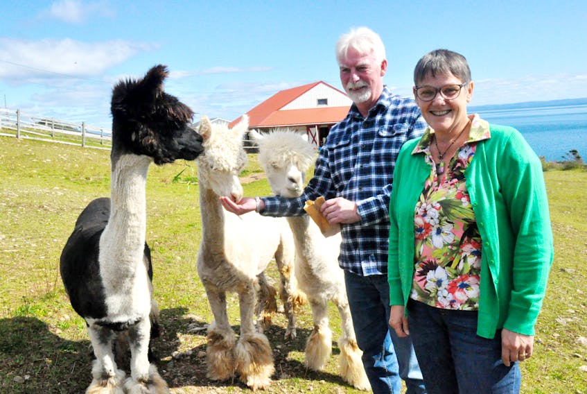 Ed Hutchings and Cathy Whitehead, the Felix Cove couple who operate Alpacas of Newfoundland, are shutting down the business at the end of this month. Here, they pose for a photo with some of the alpacas that remain on the farm but have been sold.