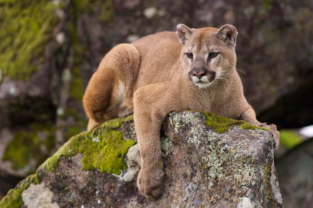 The province's environment department has a list of 80 unconfirmed sightings of big cats on the island of Newfoundland