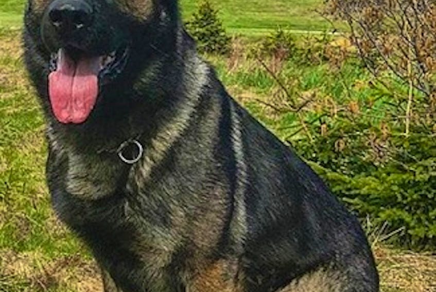Police dog Axel.
