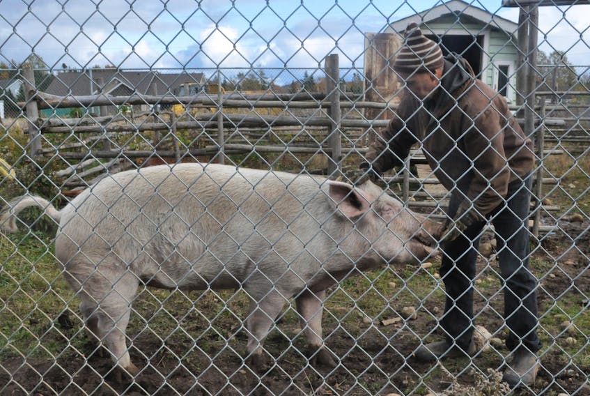 Gerard Aucoin is seen with his 400-pound pig on his farm in Kippens.
