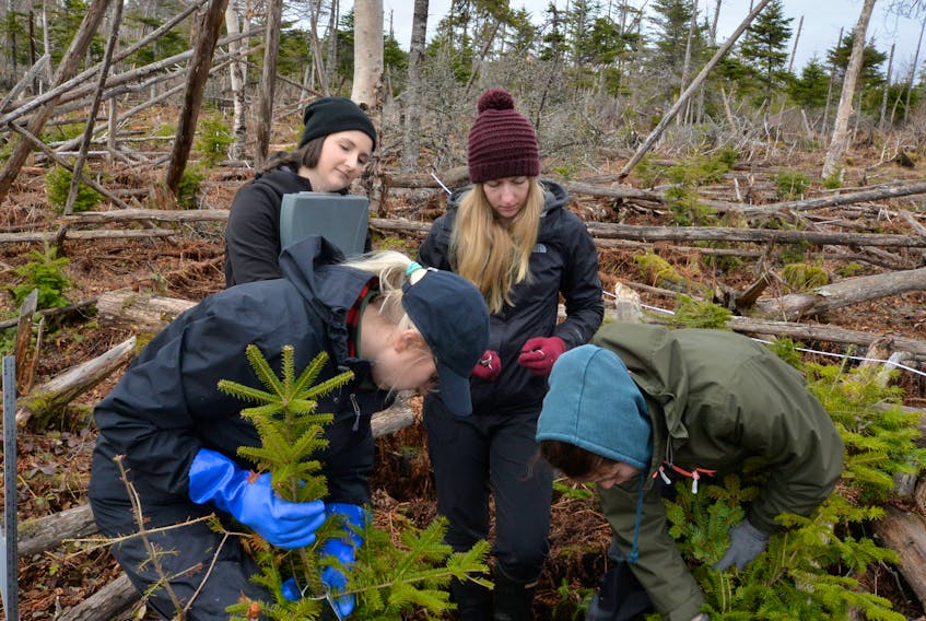 Nipissing University students, from left, Brianna Dumas (holding tree), Lauren McLaren, Katie Britton and Samantha Gauthier are shown conducting research in Gros Morne National Park.