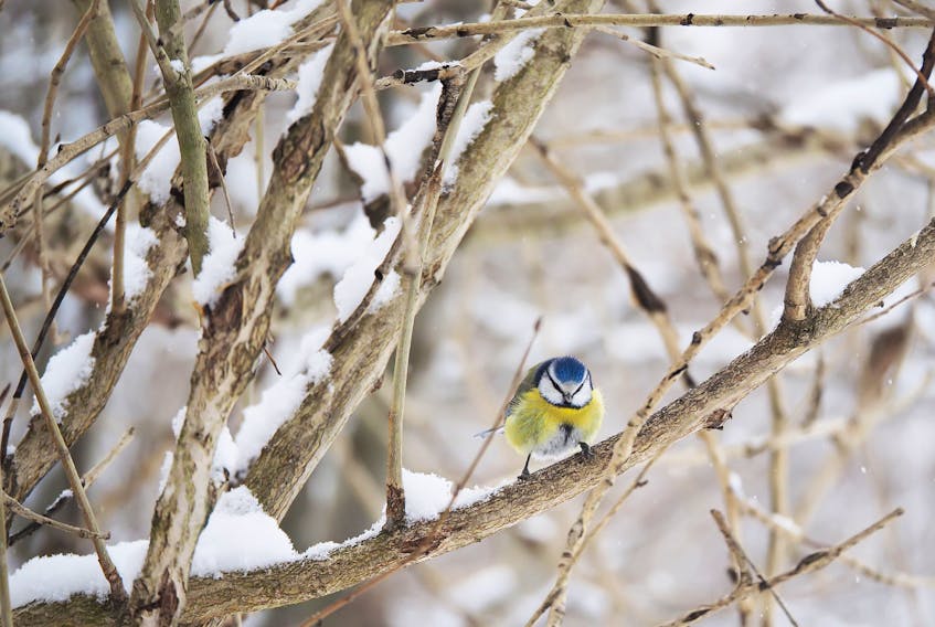The Humber Natural History Society is holding its annual Christmas Bird Count on Saturday. A children’s event is scheduled for Dec. 29.