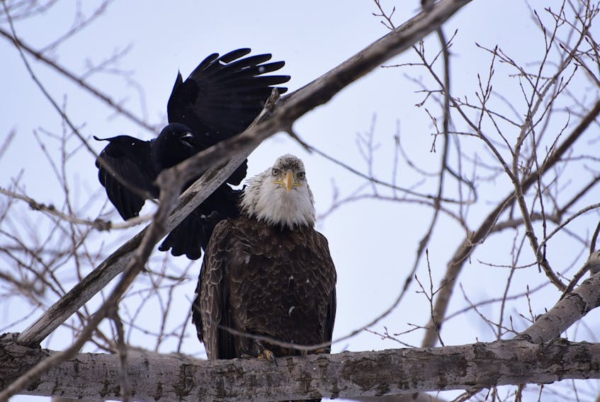 Corner Brook photographer Jennifer Wilcox captured this interesting interaction between a crow and a bald eagle earlier this week by the Corner Brook Pulp and Paper mill. Would you have crossed out the crow for good luck?