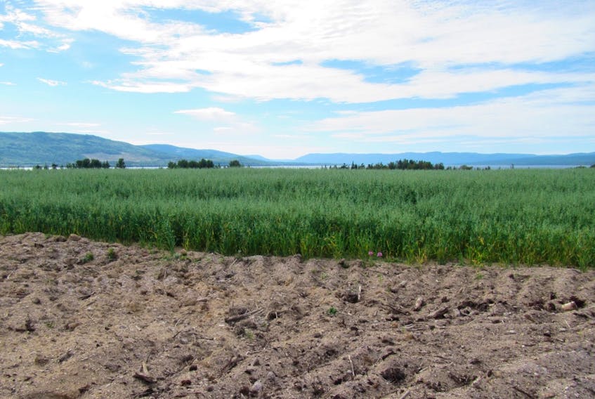 This agricultural area in Deer Lake could see changes due to climate change.