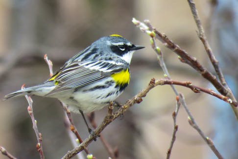 Submitted photo by Janice Flynn
Here a Yellow-rumped Warbler, one of the first songbirds to arrive, is seen on a twig in Stephenville Crossing.