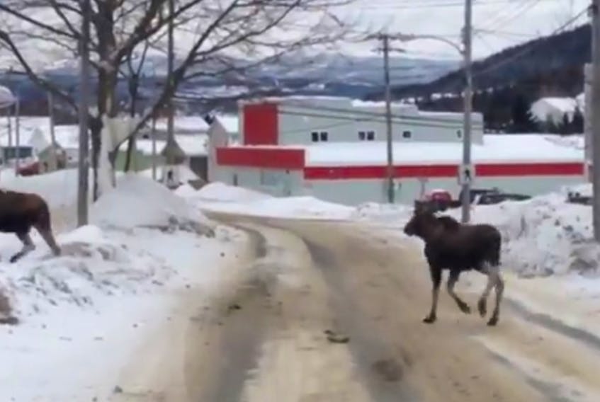 These three moose, caught on video by Joe Russell, had no issue walking the streets of Corner Brook as they made their way across Country Road Sunday morning.