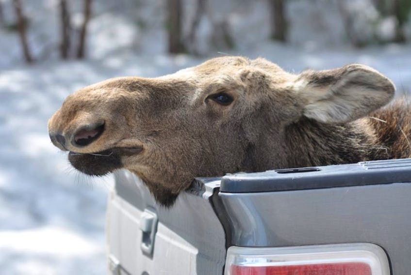This yearling moose was one of two that were tranquilized by conservation officers with the Department of Fisheries and Land Resources and removed from Corner Brook around 1 p.m. on Tuesday.