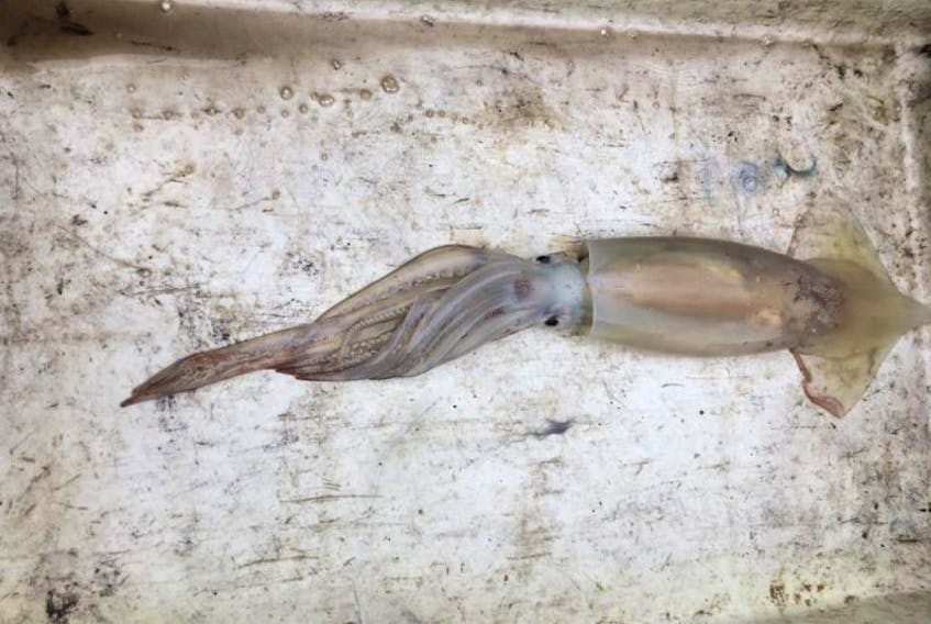 This squid, which tipped the scales at two pounds, was caught by Reg MacDonald earlier this week.