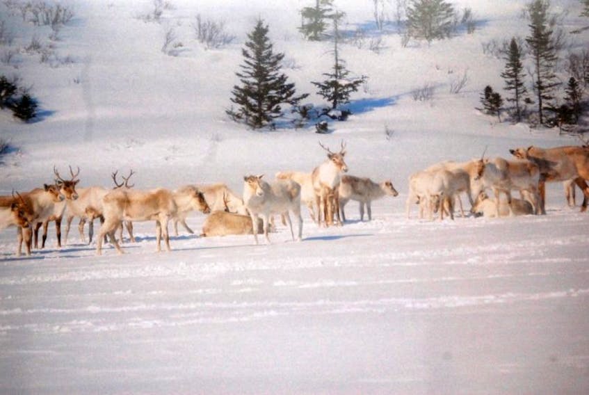 A small group of caribou are seen on a small pond near White’s Road in this file photo.