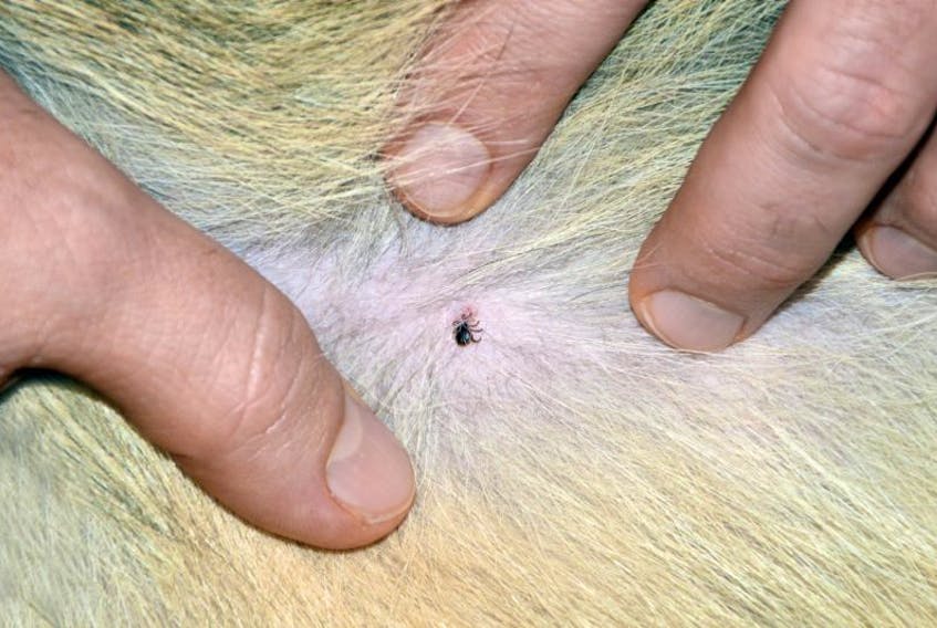 For anybody who doesn’t know what to look for, this what a tick biting a pet looks like.