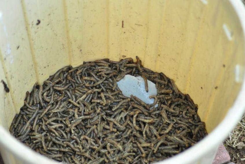 While trying to figure out how to dispose of them, residents who have an infestation of leather jackets, the larvae of the crane fly (which is referred to locally as the daddy long legs) are collecting them in buckets as they sweep them up from their driveways Orchard Loop and Orchard Lane section of Kippens.
