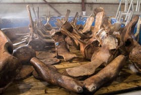 The bones of one of the blue whales salvaged in western Newfoundland in the spring of 2014 are seen here going through the degreasing process.