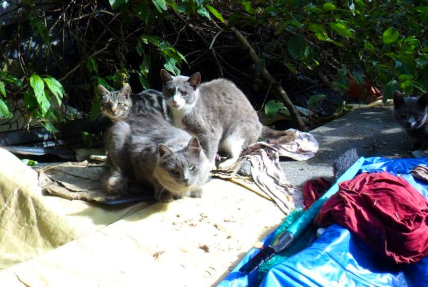 Feral cats are a problem various SPCA outlets across the province continue to struggle with.