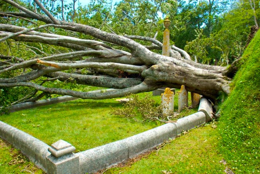 <p>This tree was one of at least 24 felled by Arthur in 2014 at the Yarmouth Mountain Cemetery. &nbsp;The society in charge of the landmark property continues to struggle with the costs associated with repair and restoration work.<br />CARLA ALLEN PHOTO</p>