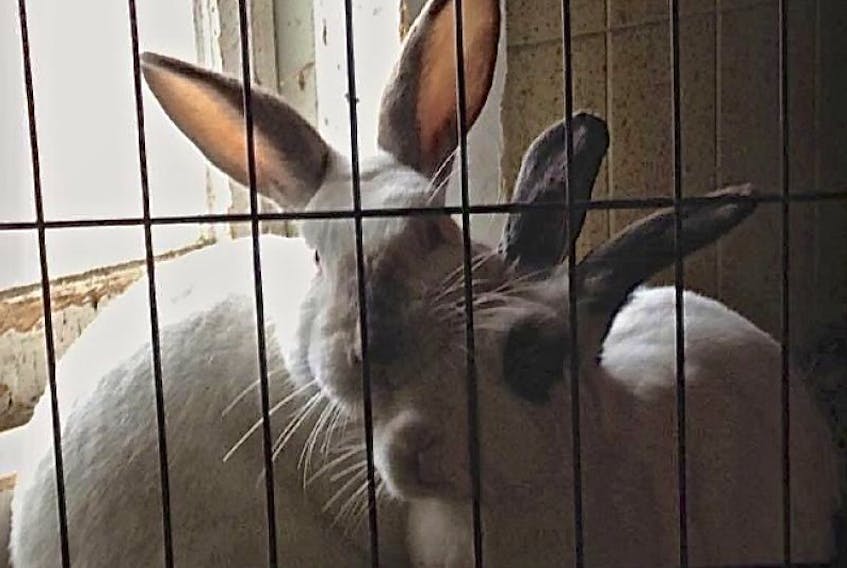 <p>These are two of the six rabbits the owners say were stolen from their Short Beach hobby farm early Tuesday morning.</p>