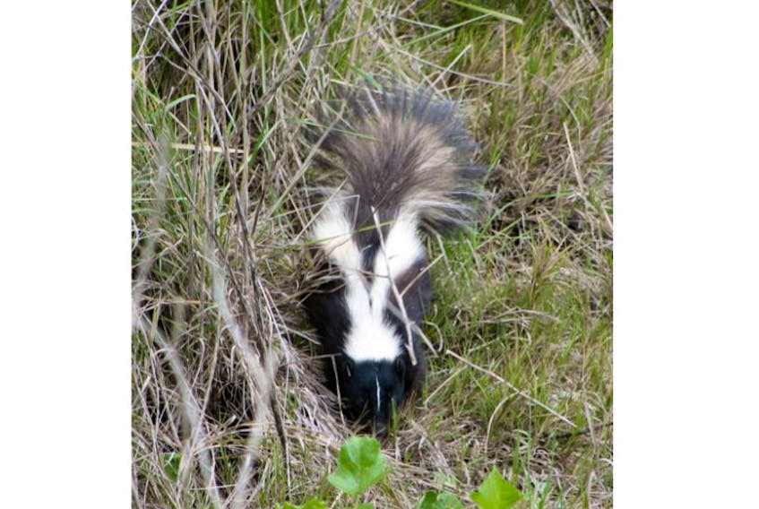 <p>Skunks disappeared from most of Nova Scotia during the 1920s and 1930s, likely because of a distemper epidemic. Since then, striped skunks have repopulated much of mainland Nova Scotia.</p>