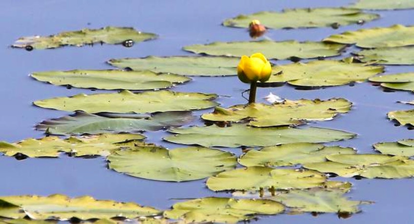 The floating yellow heart weed in Little Albro Lake in Dartmouth in the summer of 2019. - Tim Krochak