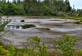 A coastal pond in Atwood’s Brook, Shelburne County has all but dried up, due to the lack of rainfall in southwestern Nova Scotia this summer. Kathy Johnson