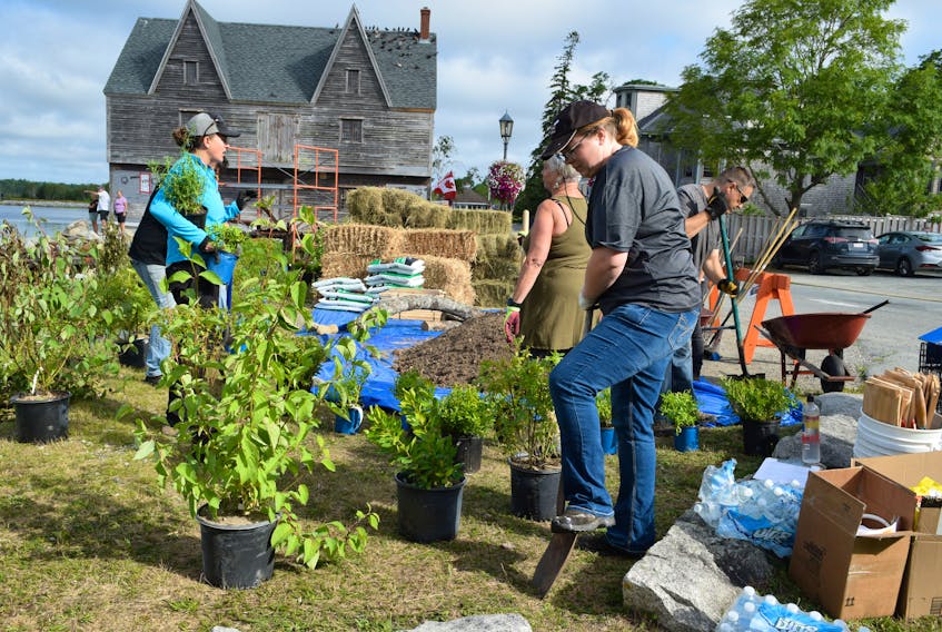The planting begins at one of the vegetative buffers in the Bill Norman on Shelburne’s historic Dock Street through a joint project between the Town of Shelburne, the Bluenose Coastal Action Foundation and community volunteers. 
KATHY JOHNSON